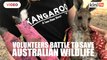 Volunteers battle to save Australian wildlife as bushfires rage