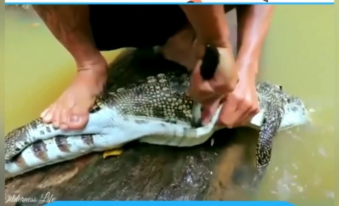 MEMBUKA ISI PERUT BUAYA __ TAK DISANGKA LIHAT DIDALAMNYA