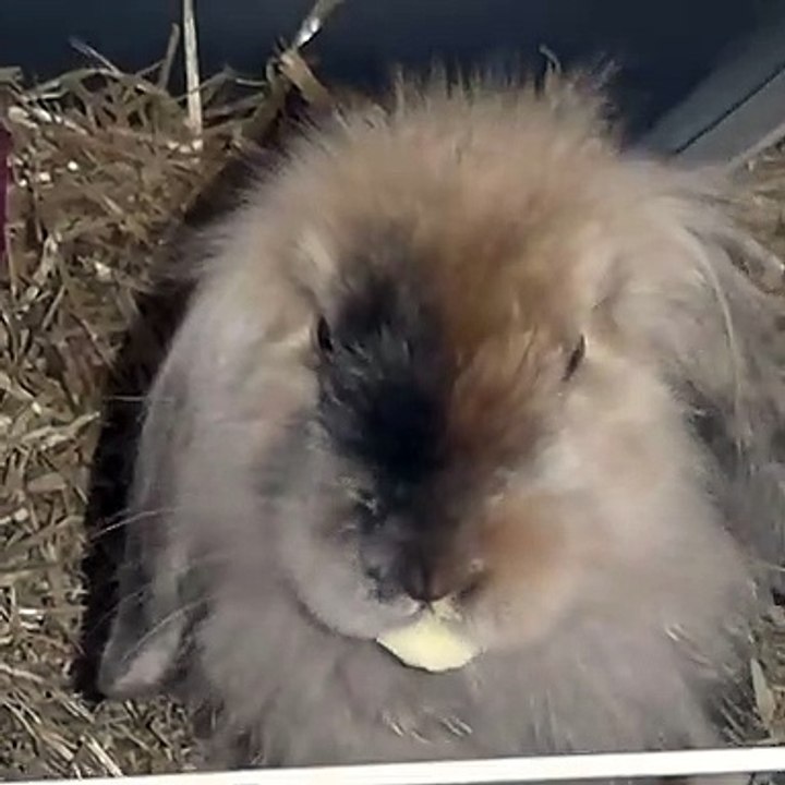 Cute Rabbit || Cute Rabbit of 2020 | Cuteness overloaded | Nature is Adorable & Amazing