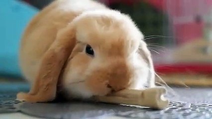 Cute Rabbit Eating Sugar-Cane || Cute Rabbit of 2020 | Cuteness overloaded | Nature is Adorable & Amazing