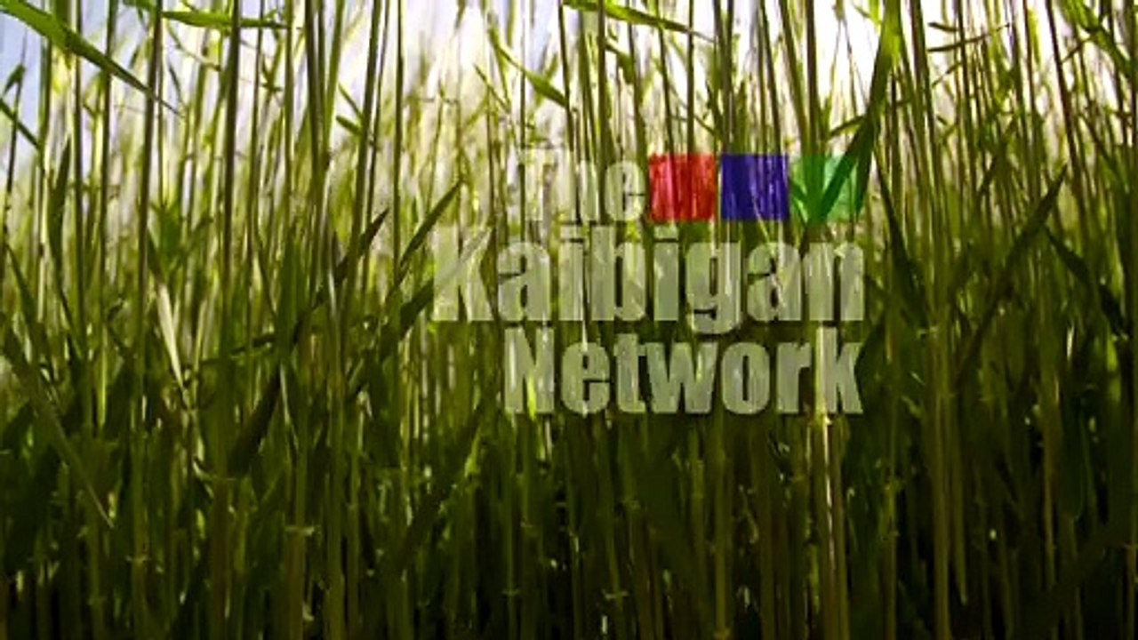 TKN_Intro_wheatfield