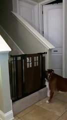 Dog Defies Gate to Retrieve Toy