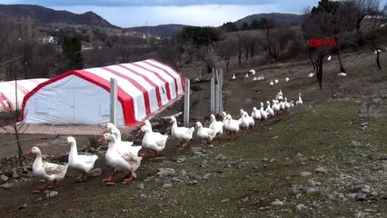 Okuduğu haberlerden etkilenip kaz çiftliği kurdu
