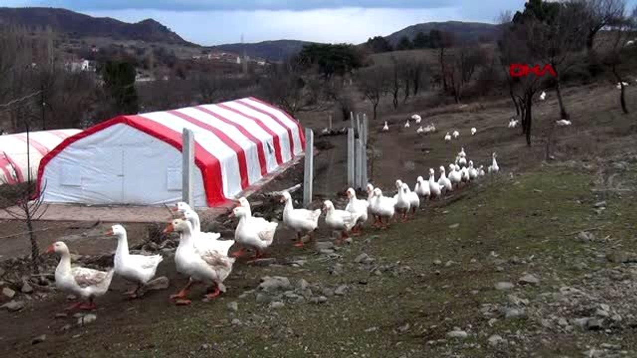 Okuduğu haberlerden etkilenip kaz çiftliği kurdu