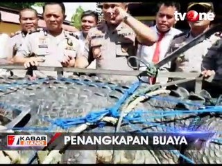 Meresahkan Warga Muna, Buaya Raksasa 5 Meter Ditangkap