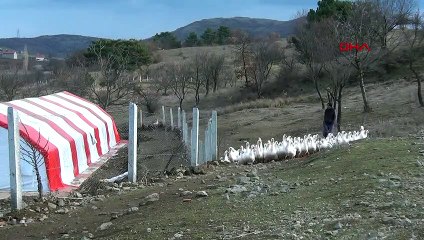 Mühendis, okuduğu haberlerden etkilenip kaz çiftliği kurdu