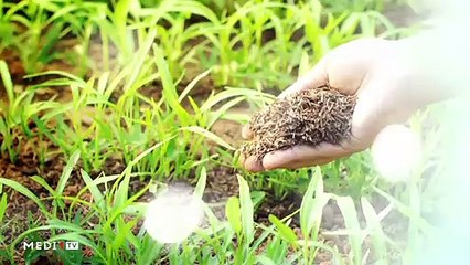 يوميات الفلاح - 31/12/2019