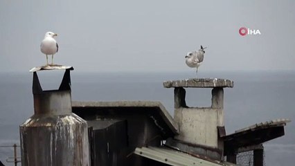 Hiç tek bacaklı martı gördünüz mü ?