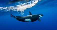 Des orques observées «pour la première fois» dans le détroit de Messine en Méditerranée