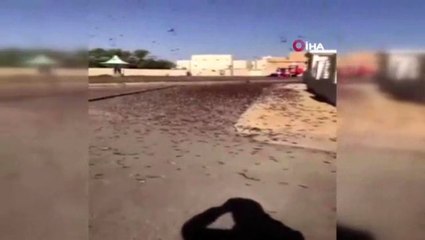 Suudi Arabistan'ı çöl çekirgeleri bastı