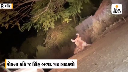 ગીરના ડાલામથ્થાનો વીડિયો વાઇરલ, છલાંગ મારી સિંહે બળદને દબોચી લીધો