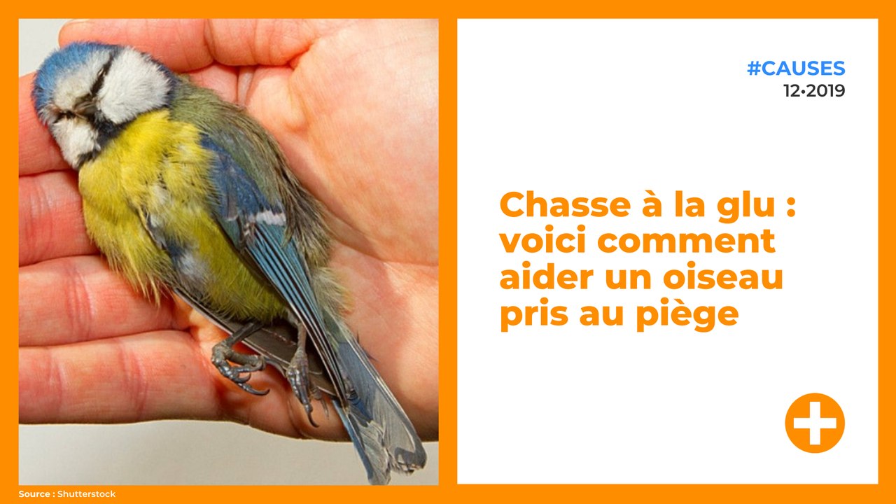 Chasse à la glu : voici comment aider un oiseau pris au piège