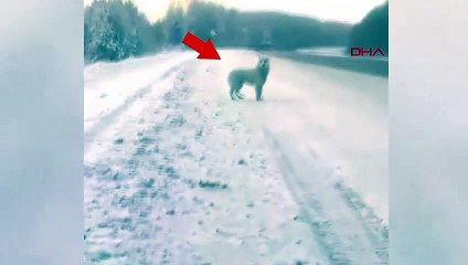 Otoyola bırakılan köpek 3 aydır sahibinin onu geri almasını bekliyor