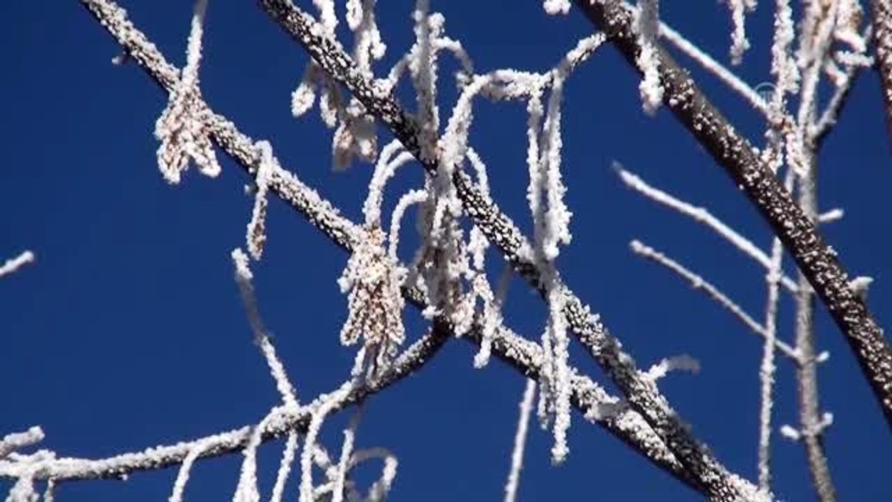 Kars'ta ağaçlar ve bitkiler kırağı tuttu - KARS