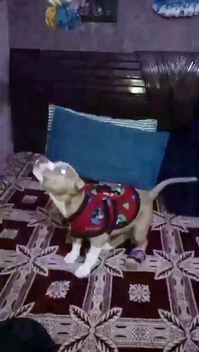 My Dog Snoopy