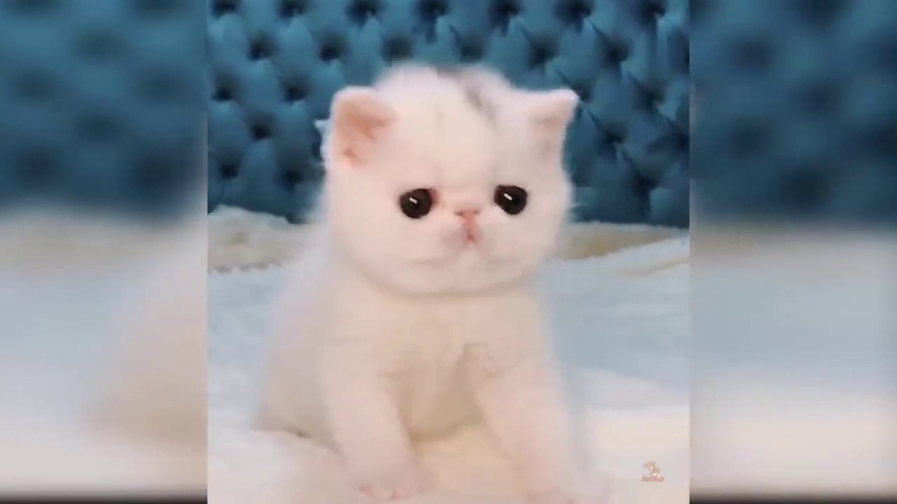 Baby Cats - Cute and Funny Cat Videos Compilation