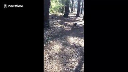 Adorable bulldog bites off more than she can chew in hilarious clip