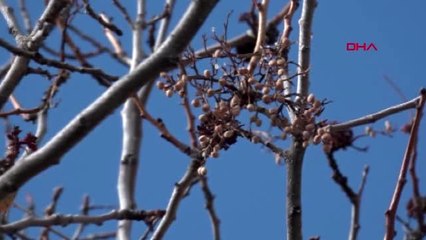 Hakkari derecikli kadınların 'bıttım' mesaisi
