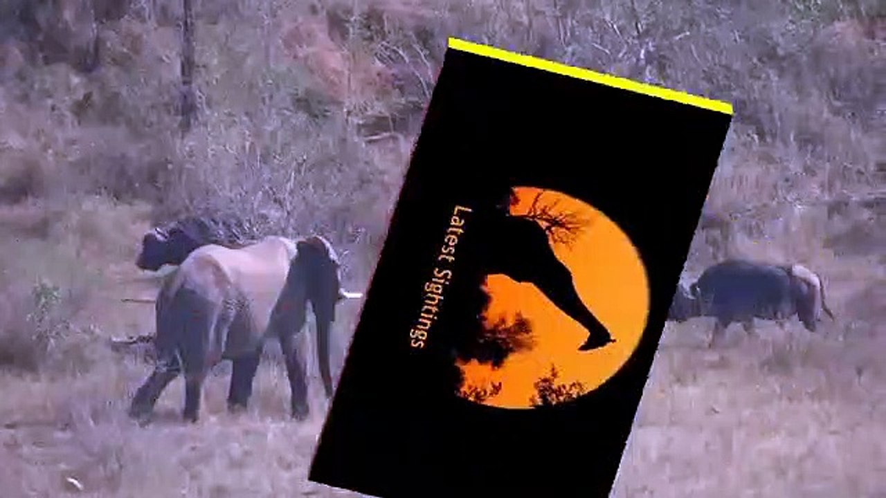 Elephant Gets Shown Who's Boss By A Buffalo - Latest Sightings