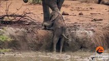 Elephant Herd Helps Rescue a Baby That's Stuck in a Waterhole