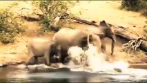 Elephant Herd Saves Baby Elephant from Crocodile   Elephants rescue Elephants from Animal Attack
