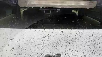 My dog ​​(special skill is stealing bread)