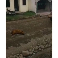 Anjing yang Malang | Poor Dog