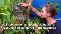 Tennis star Ashleigh Barty visits koalas injured in Australia bushfires