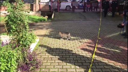 Bir kedi boynundan asılmış olarak bulundu - ANTALYA