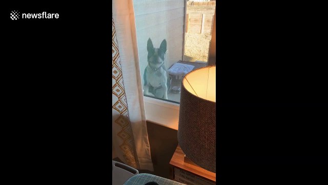 Is it a kangaroo or a dog? Excitable Boston terrier jumps for joy at her owner coming home