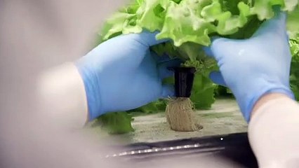 "مصانع للخضر" تنبت في مدن اليابان لمواجهة تراجع إنتاج الأرياف