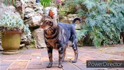 Indian superstitions with scientific and logical explanations