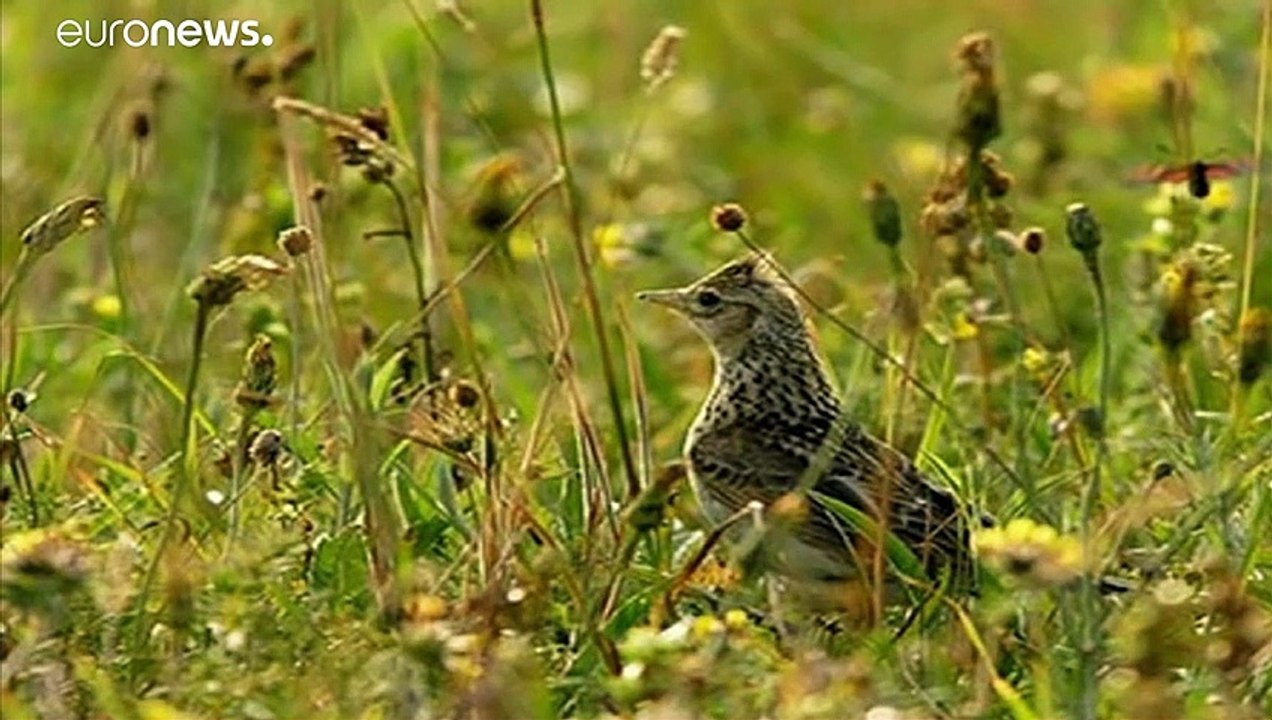 Jagd, Umweltschutz, Artenvielfalt: Ist Frankreich „schizophren“?