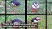 Adorable Puffin Scratches Itch in Never-Before-Seen Footage