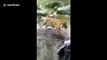 Ce tigre s'élance sur une fillette au zoo.. de l'autre côté de la vitre !