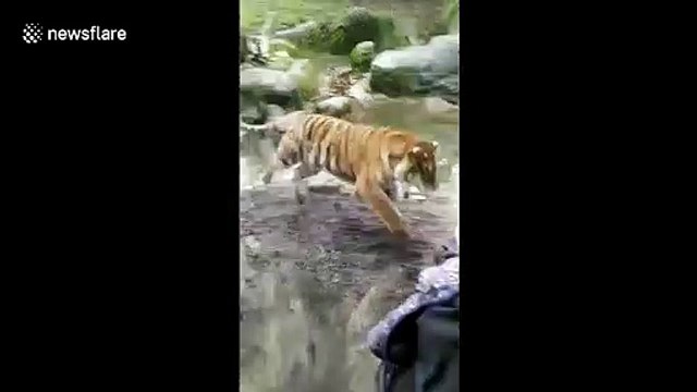 Ce tigre s'élance sur une fillette au zoo.. de l'autre côté de la vitre !