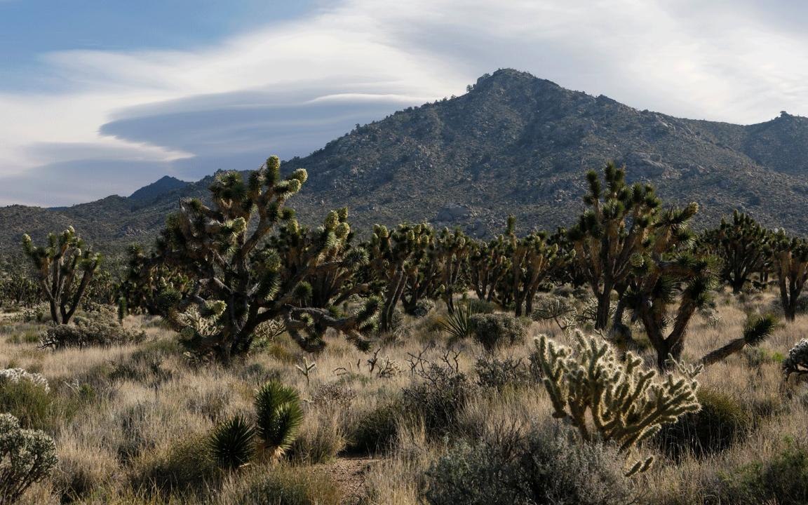 Joshua Tree, Arches National Park Both Had Rare Snowfalls Recently and Visitors Loved It