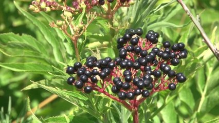 Health Benefits of Elderberry