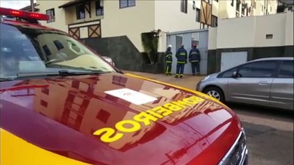 Cães da raça pitbull são resgatados por Bombeiros, na Neva; equipe precisa identificar donos dos animais