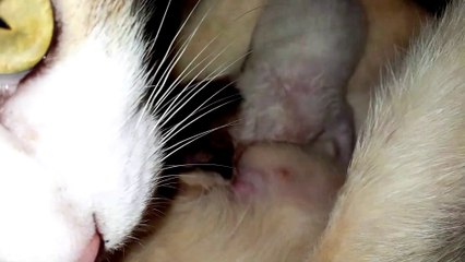 Newborn Kitten Under Mother Cat Care.