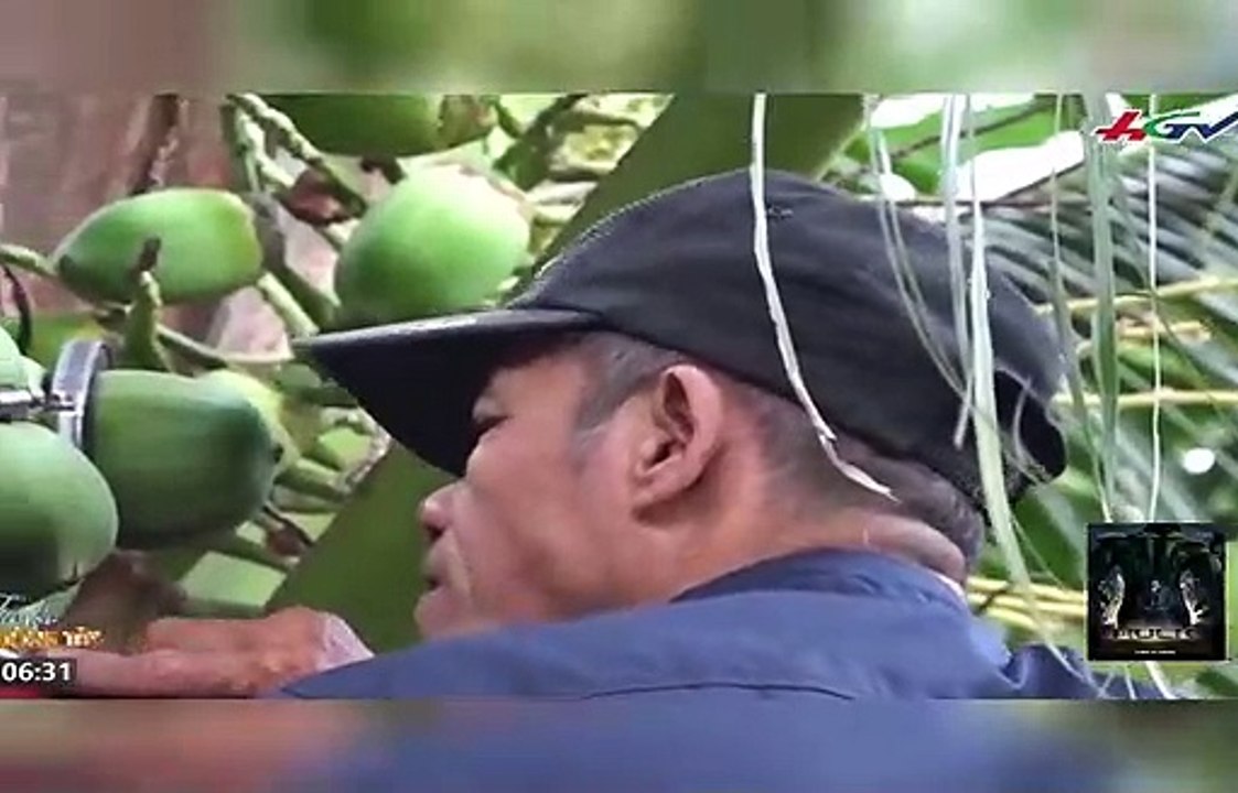 Những trái dừa “lạ” hứa hẹn mang về trăm triệu cho chủ vườn. tin_tức đông...