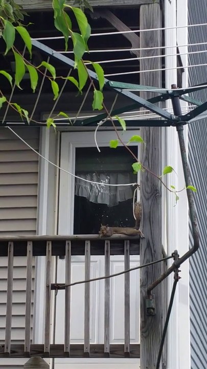 Random Silliness - A Squirrel Laying Down! 07/06/2015