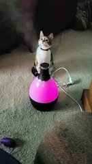 Cat is stunned by vapor mist machine (funny)
