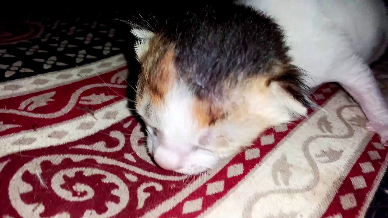Cute, Sweet,Newborn Kitten. Lovablecatz.