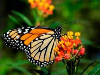 El fallecimiento de una pareja es capaz de matar a la persona superviviente