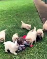 Attaque... de chiots trop mignons sur un garçon de 4 ans !