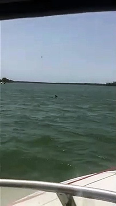 Ce kangourou traverse un fleuve à la nage en Australie !