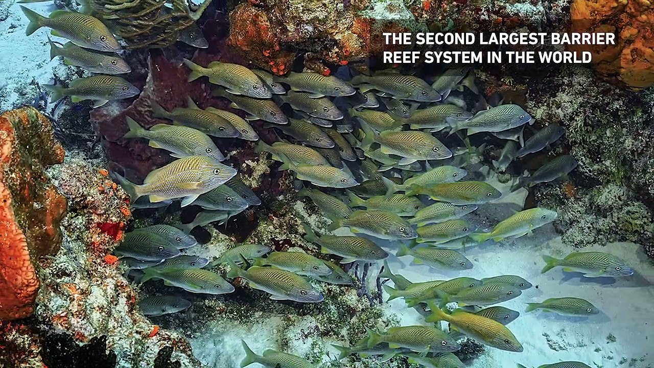 Cozumel, Mexico: 2020 Readers Choice Winner