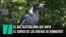 El ave australiana que imita las sirenas de los bomberos