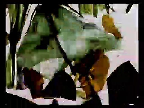 The Garden of Earthly Delights